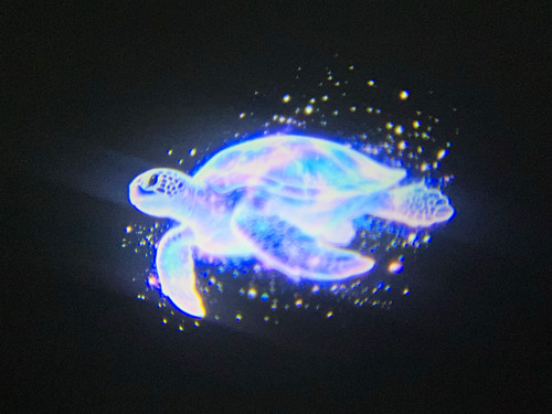 Ocean sea life - ocean,